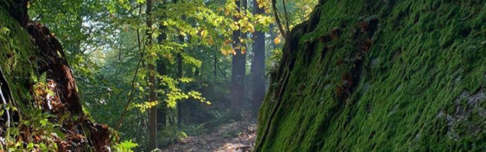 A forest in Celoron NY