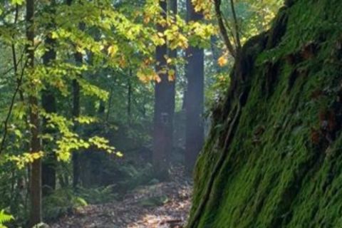 A forest in Celoron NY